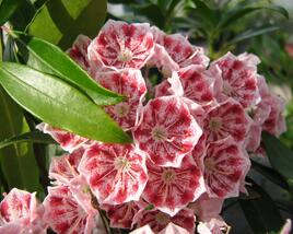 Mamota širokolistá 'Pinwheel'