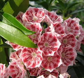 Mamota širokolistá 'Pinwheel' - Kalmia latifolia 'Pinwheel'