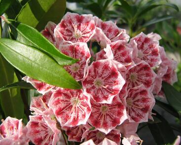 Mamota širokolistá 'Pinwheel'