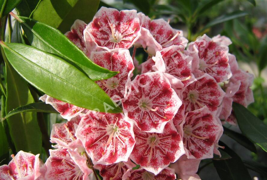 Mamota širokolistá 'Pinwheel' - Kalmia latifolia 'Pinwheel'