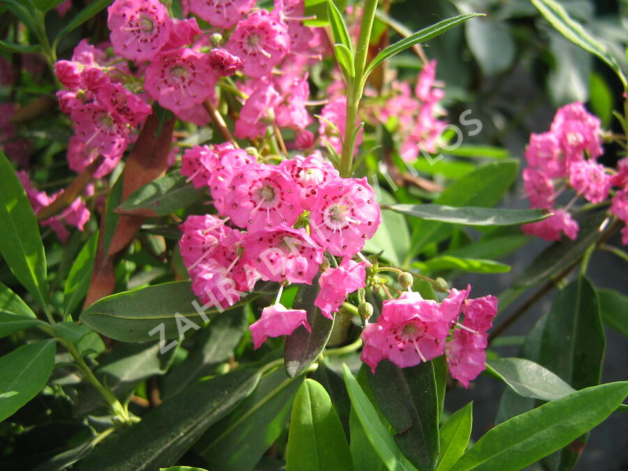 Mamota úzkolistá 'Rubra' - Kalmia angustifolia 'Rubra'