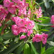 Mamota úzkolistá 'Rubra' - Kalmia angustifolia 'Rubra'