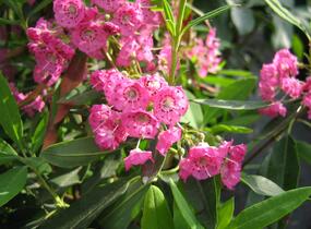 Mamota úzkolistá 'Rubra' - Kalmia angustifolia 'Rubra'