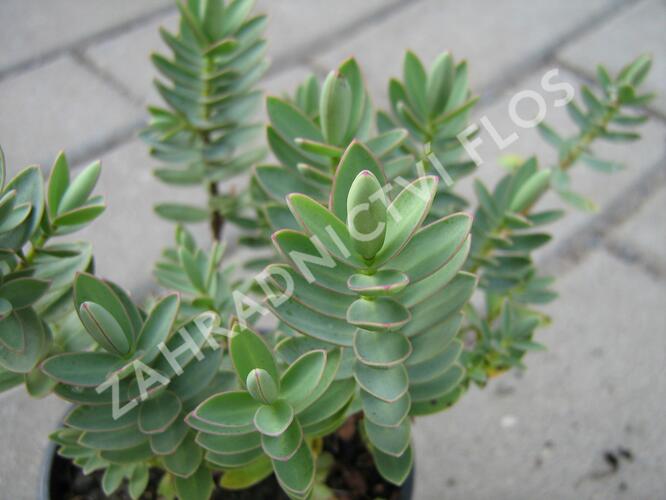 Hebe 'Red Edge' - Hebe 'Red Edge'