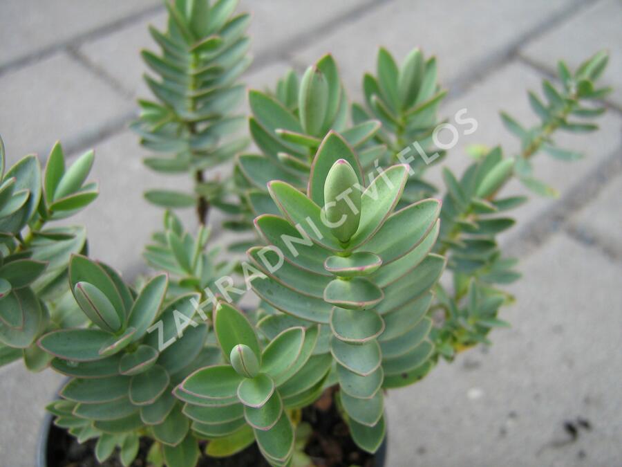 Hebe 'Red Edge' - Hebe 'Red Edge'