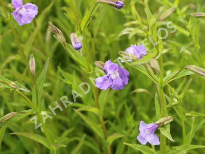 Kejklířka šklebivá - Mimulus ringens