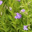 Kejklířka šklebivá - Mimulus ringens