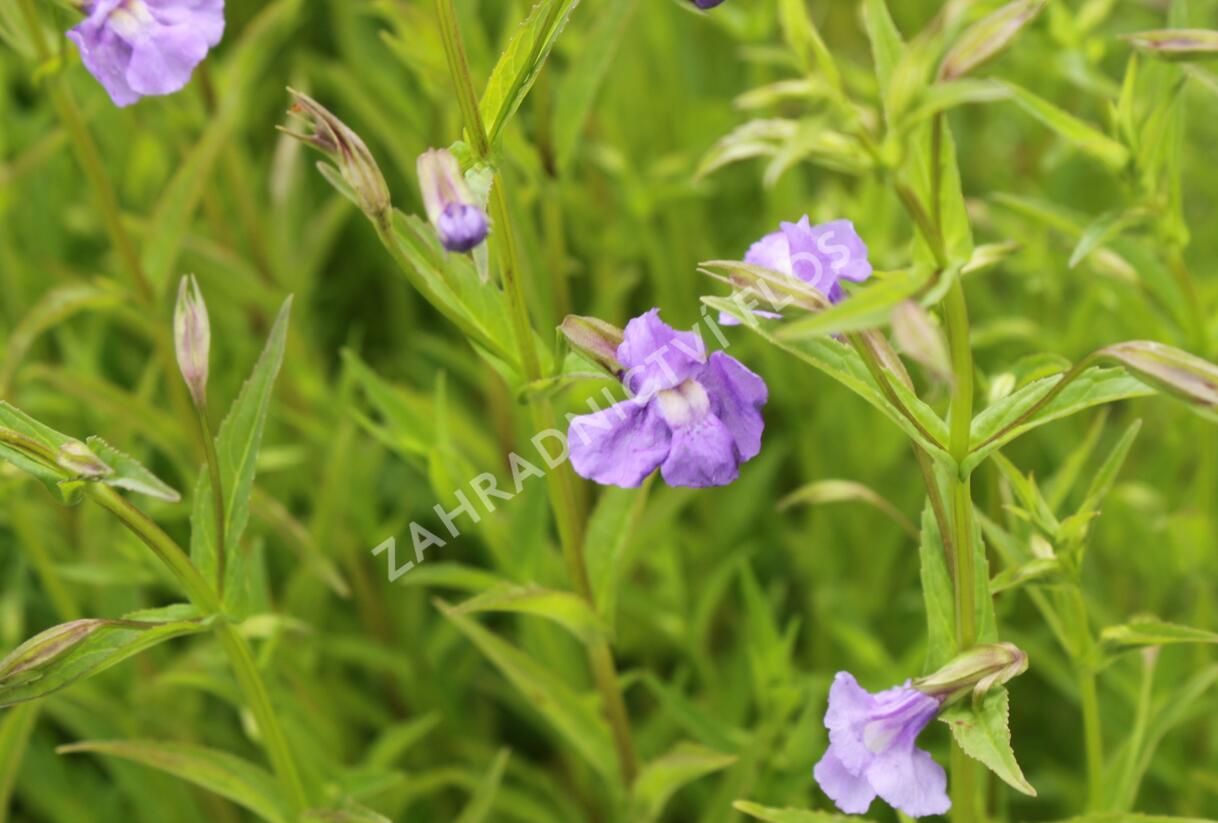 Kejklířka šklebivá - Mimulus ringens