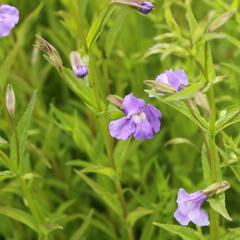 Kejklířka šklebivá - Mimulus ringens