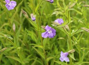 Kejklířka šklebivá - Mimulus ringens
