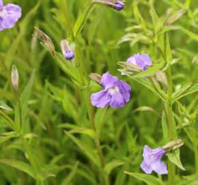 Kejklířka šklebivá - Mimulus ringens