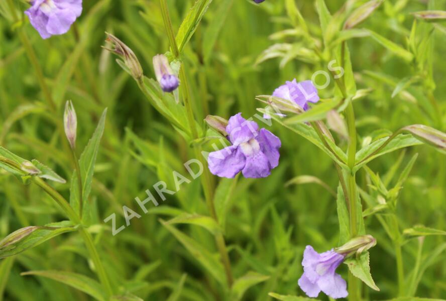 Kejklířka šklebivá - Mimulus ringens