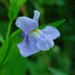 Kejklířka šklebivá - Mimulus ringens