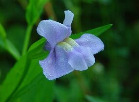 Kejklířka šklebivá - Mimulus ringens