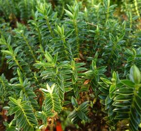 Hebe 'New Zealand' - Hebe 'New Zealand'