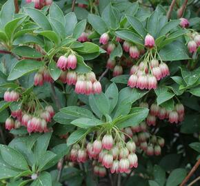 Datyně zvonkovitá 'Pagode' - Enkianthus campanulatus 'Pagode'