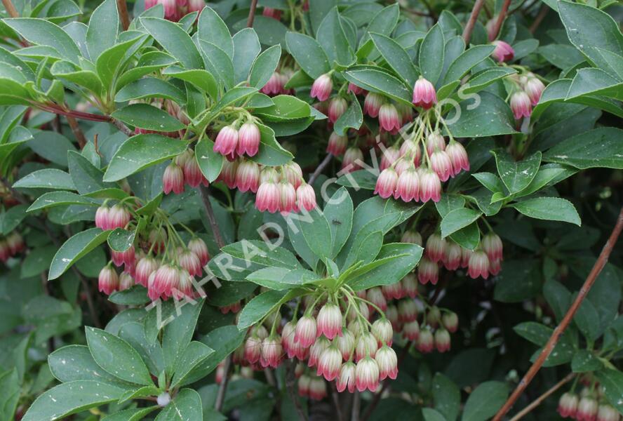 Zvonkovec, datyně zvonkovitá 'Pagode' - Enkianthus campanulatus 'Pagode'
