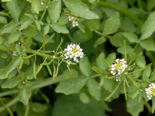 Potočnice lékařská - Nasturtium officinale | Zahradnictví FLOS