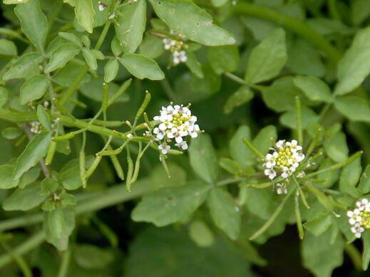 Potočnice lékařská - Nasturtium officinale