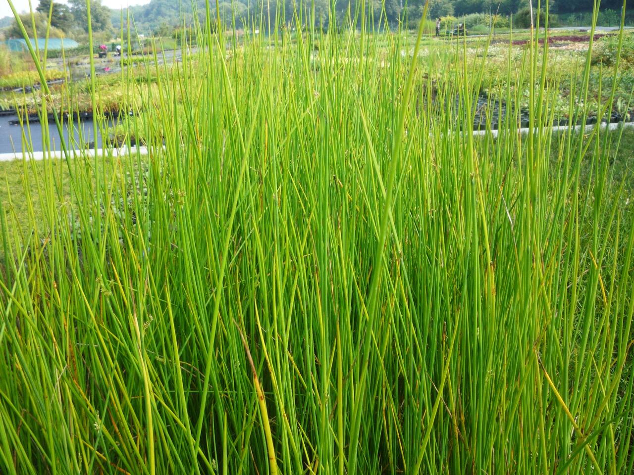 Sítina 'Javelin' Juncus pallidus 'Javelin' Zahradnictví FLOS