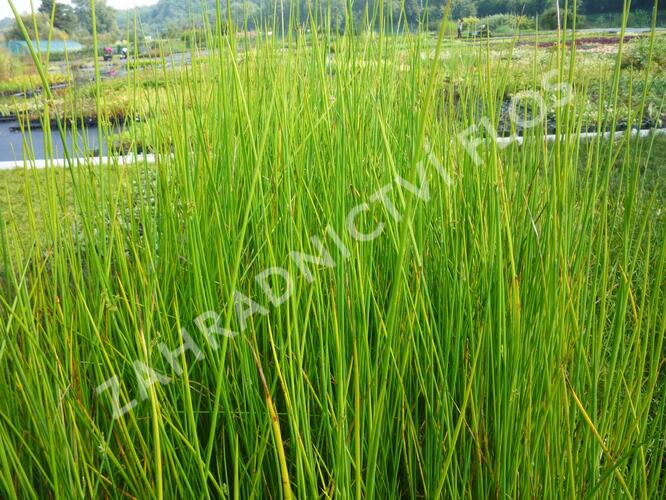 Sítina 'Javelin' - Juncus pallidus 'Javelin'