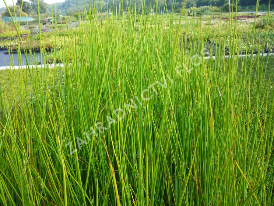 Sítina 'Javelin' - Juncus pallidus 'Javelin'