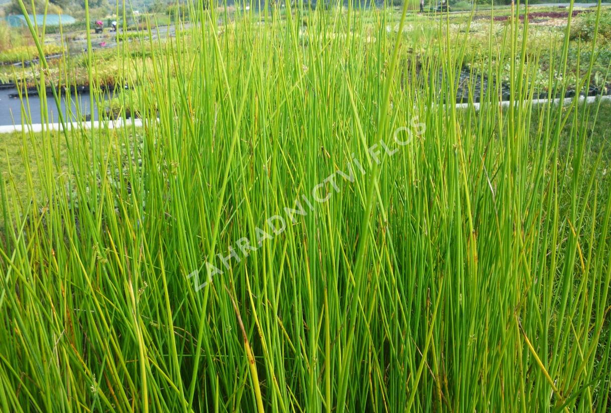 Sítina 'Javelin' - Juncus pallidus 'Javelin'