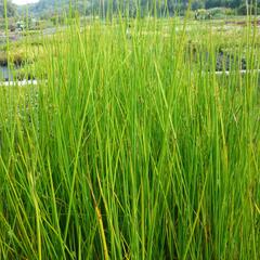 Sítina 'Javelin' - Juncus pallidus 'Javelin'