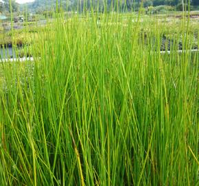 Sítina 'Javelin' - Juncus pallidus 'Javelin'