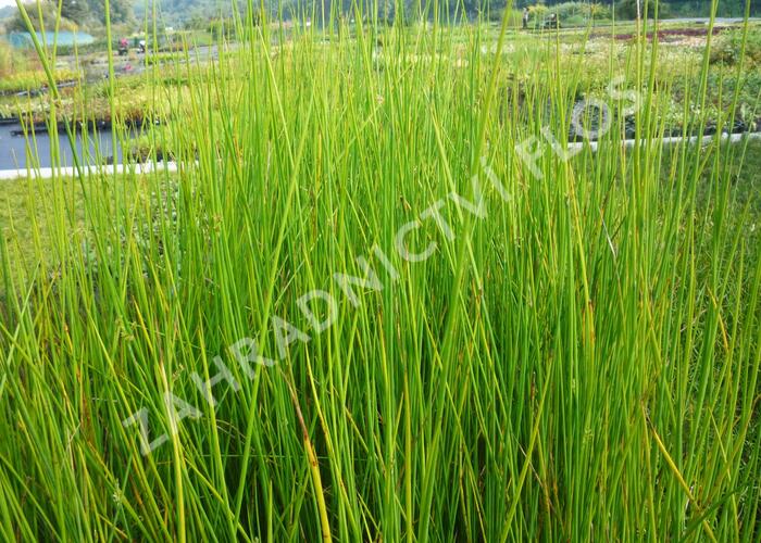 Sítina 'Javelin' - Juncus pallidus 'Javelin'