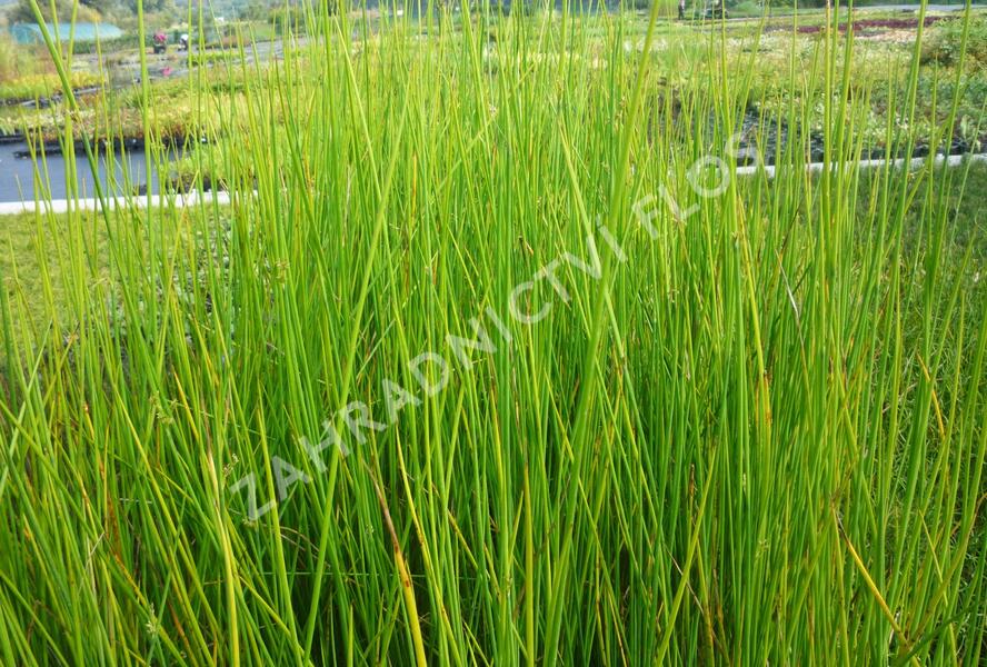 Sítina 'Javelin' - Juncus pallidus 'Javelin'