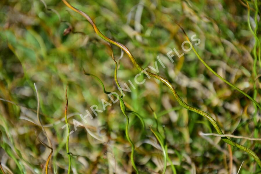 Sítina rozkladitá 'Twister' - Juncus effusus f. spiralis 'Twister'