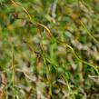 Sítina rozkladitá 'Twister' - Juncus effusus f. spiralis 'Twister'