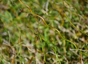Sítina rozkladitá 'Twister' - Juncus effusus f. spiralis 'Twister'