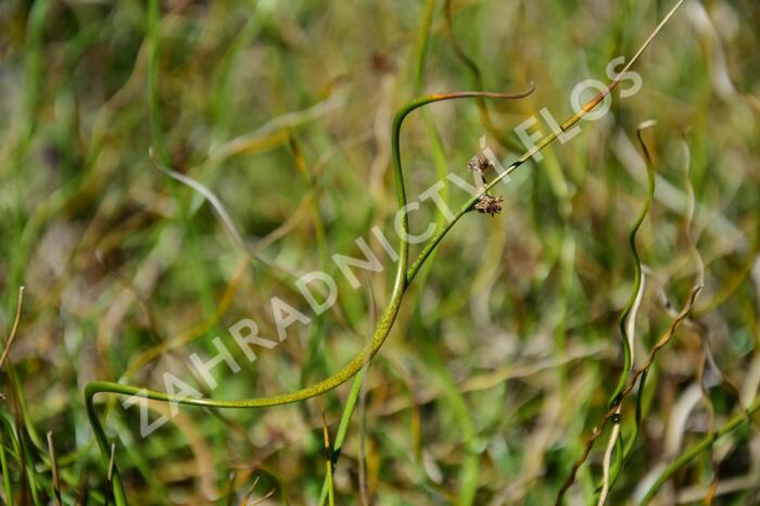 Sítina rozkladitá 'Twister' - Juncus effusus f. spiralis 'Twister'