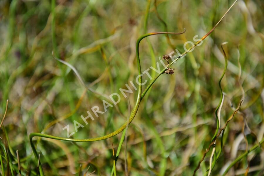 Sítina rozkladitá 'Twister' - Juncus effusus f. spiralis 'Twister'
