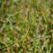 Sítina rozkladitá 'Twister' - Juncus effusus f. spiralis 'Twister'