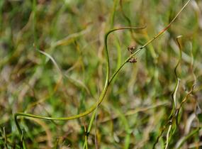 Sítina rozkladitá 'Twister' - Juncus effusus f. spiralis 'Twister'