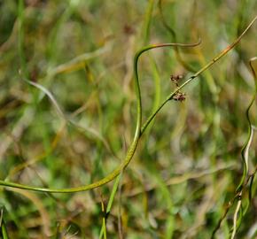 Sítina rozkladitá 'Twister' - Juncus effusus f. spiralis 'Twister'