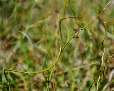 Sítina rozkladitá 'Twister'
