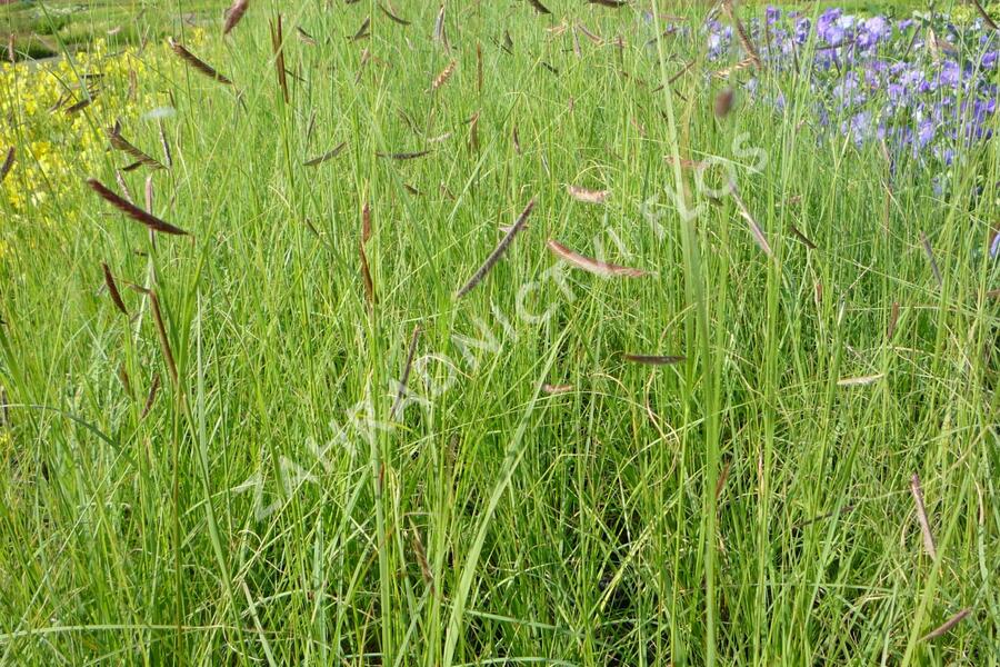 Moskytovka, butelua něžná - Bouteloua gracilis