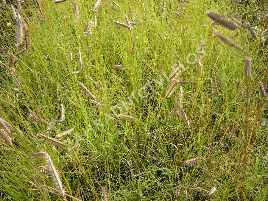 Moskytovka, butelua něžná - Bouteloua gracilis