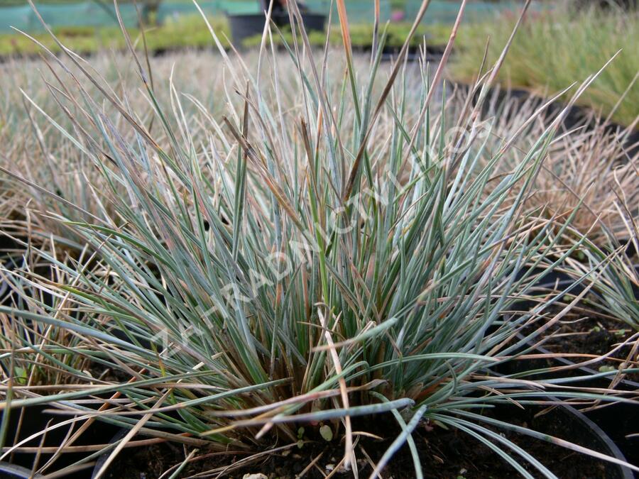 Kostřava popelavá 'Azurit' - Festuca cinerea 'Azurit'