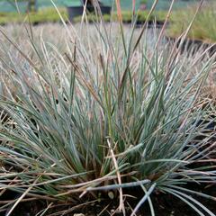 Kostřava popelavá 'Azurit' - Festuca cinerea 'Azurit'