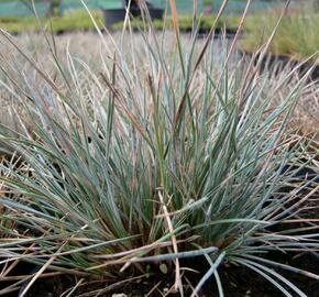 Kostřava popelavá 'Azurit' - Festuca cinerea 'Azurit'