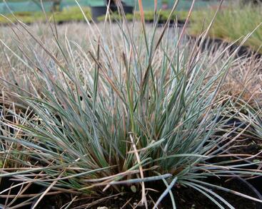 Kostřava popelavá 'Azurit'