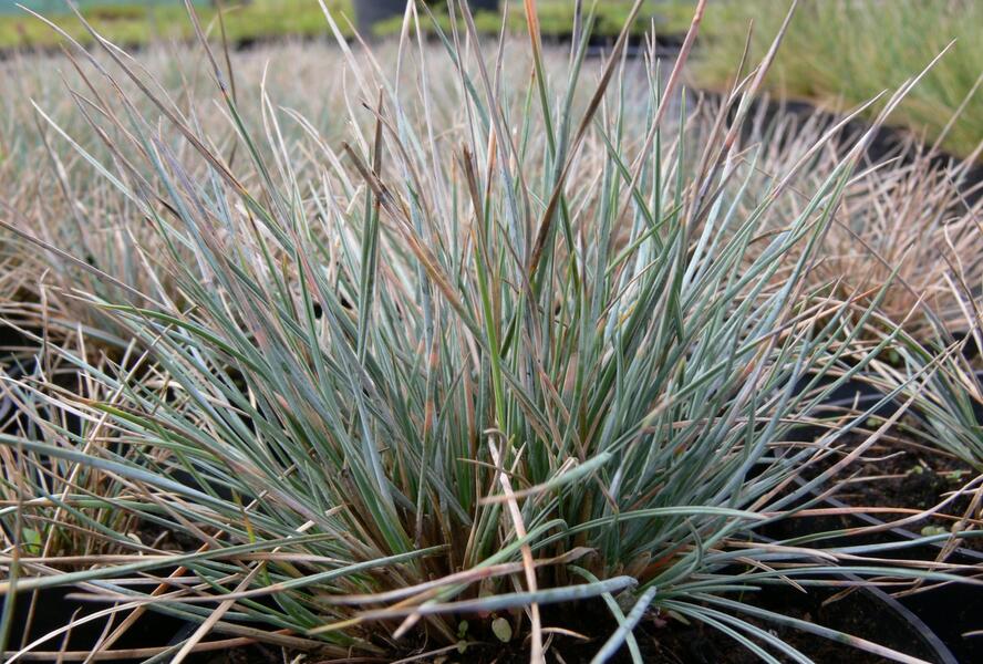Kostřava popelavá 'Azurit' - Festuca cinerea 'Azurit'
