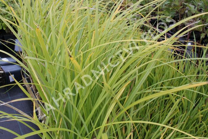 Ostřice pobřežní - Carex riparia