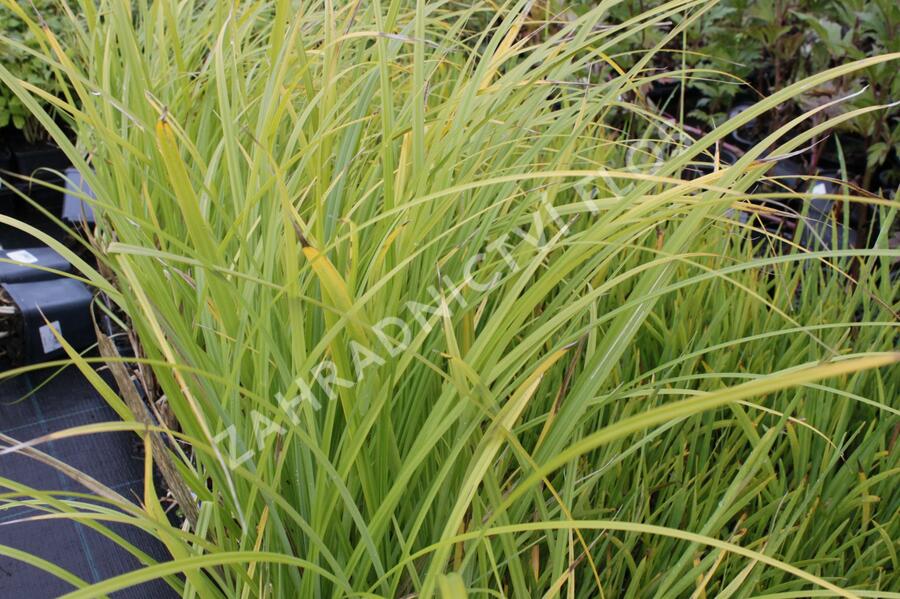 Ostřice pobřežní - Carex riparia