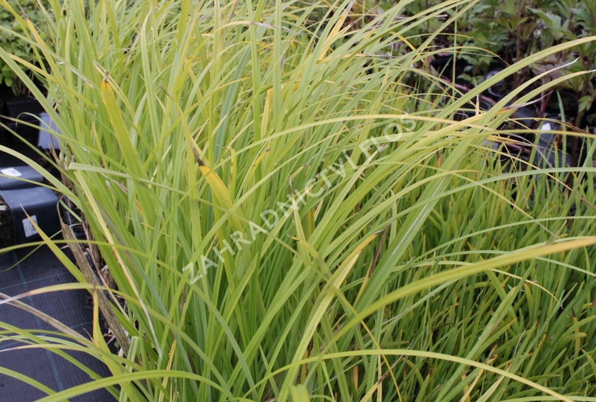 Ostřice pobřežní - Carex riparia
